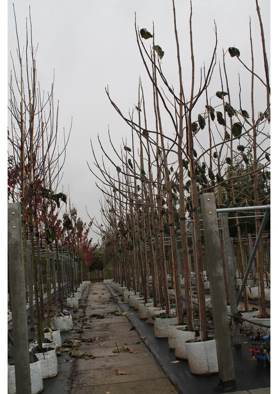 Blauglockenbaum - Kiribaum - Kaiserbaum | Paulownia tomentosa