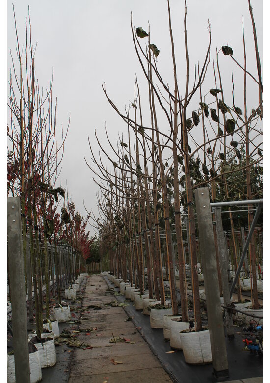 Blauglockenbaum - Kiribaum - Kaiserbaum | Paulownia tomentosa