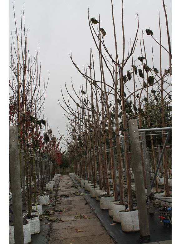 Blauglockenbaum - Kiribaum - Kaiserbaum | Paulownia tomentosa Blauglockenbaum - Kiribaum - Kaiserbaum | Paulownia tomentosa
