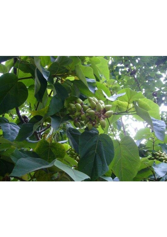 Blauglockenbaum - Kiribaum - Kaiserbaum | Paulownia tomentosa
