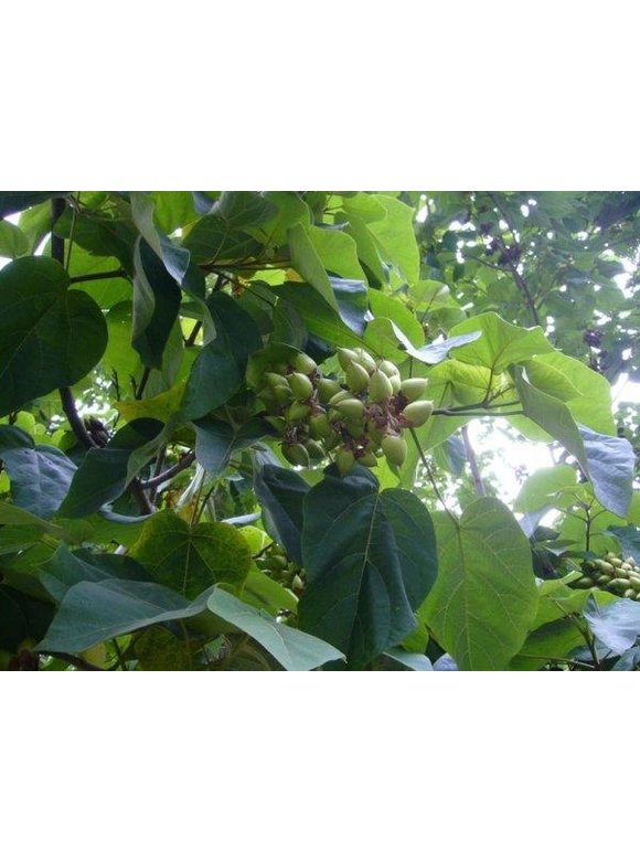 Blauglockenbaum - Kiribaum - Kaiserbaum | Paulownia tomentosa Blauglockenbaum - Kiribaum - Kaiserbaum | Paulownia tomentosa