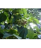 Blauglockenbaum - Kiribaum - Kaiserbaum | Paulownia tomentosa
