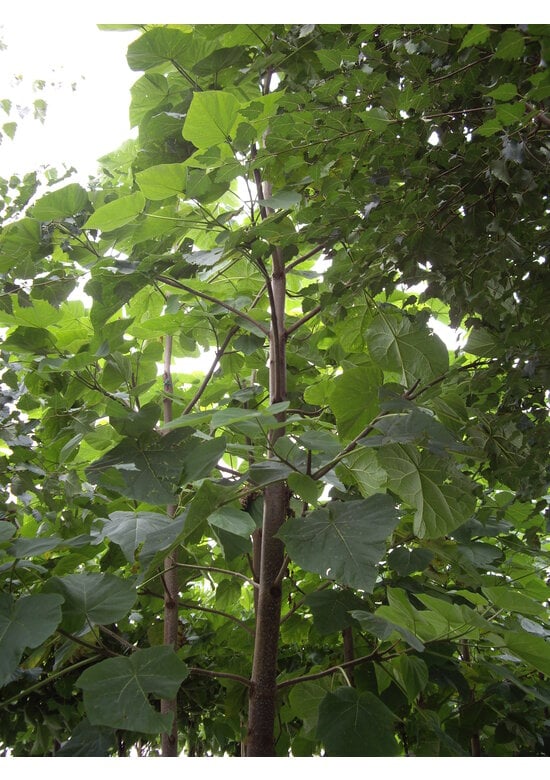 Blauglockenbaum - Kiribaum - Kaiserbaum | Paulownia tomentosa
