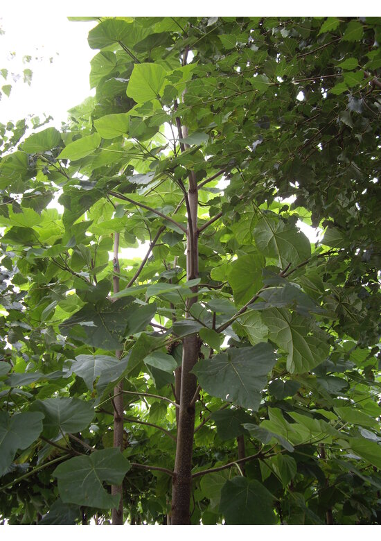 Blauglockenbaum - Kiribaum - Kaiserbaum | Paulownia tomentosa