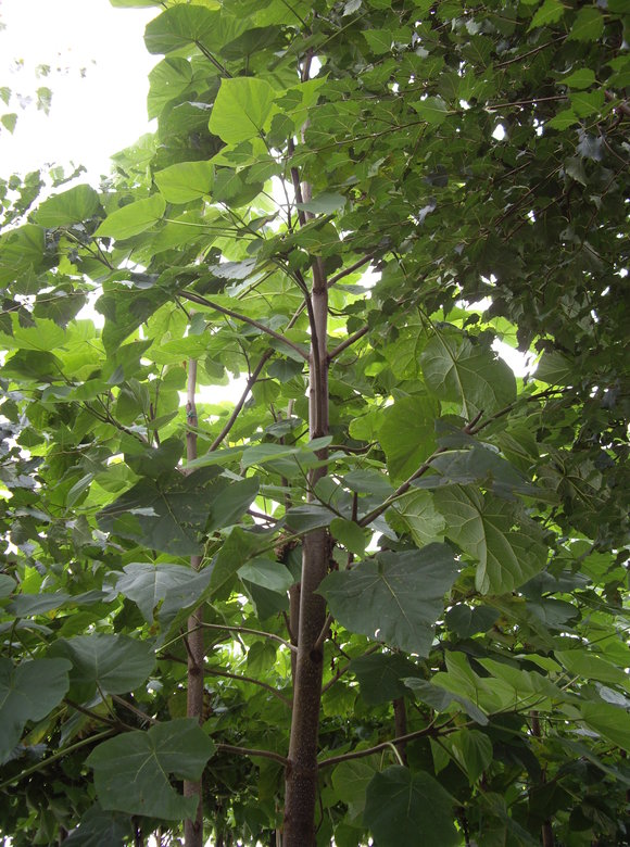 Blauglockenbaum | Paulownia tomentosa