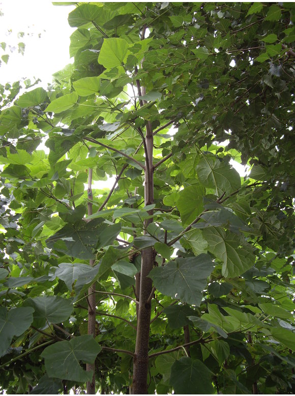 Blauglockenbaum - Kiribaum - Kaiserbaum | Paulownia tomentosa Blauglockenbaum - Kiribaum - Kaiserbaum | Paulownia tomentosa