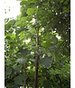 Blauglockenbaum - Kiribaum - Kaiserbaum | Paulownia tomentosa