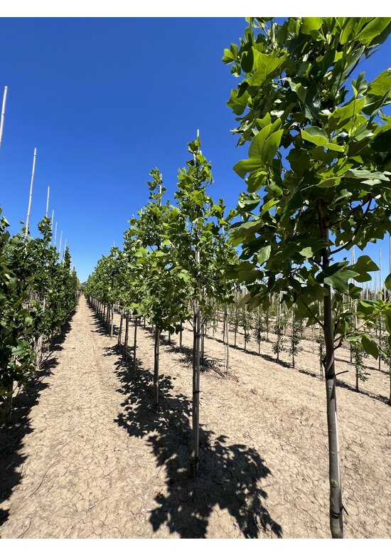Amerikanischer Tulpenbaum | Liriodendron tulipifera