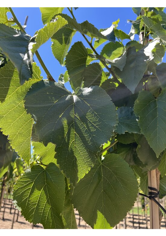 Schwarze Maulbeere | Morus nigra