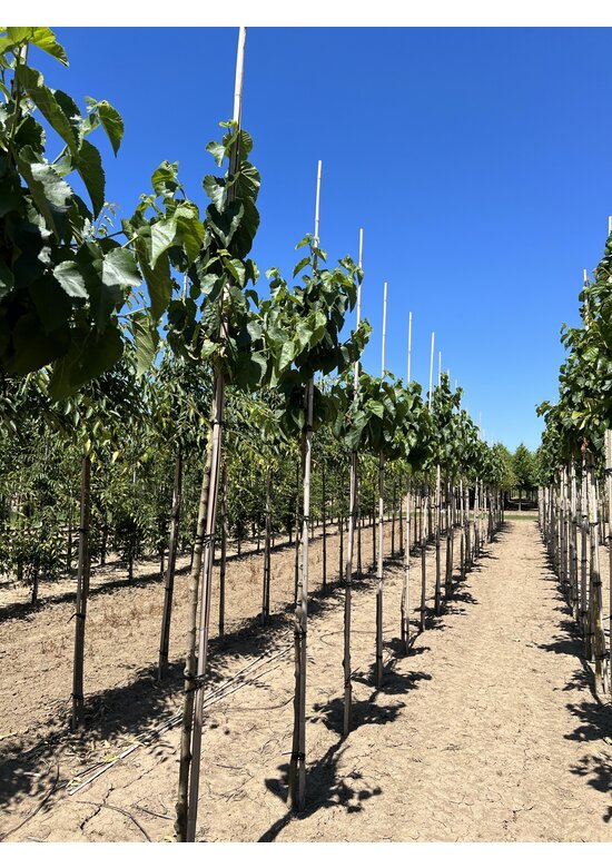 Schwarze Maulbeere | Morus nigra