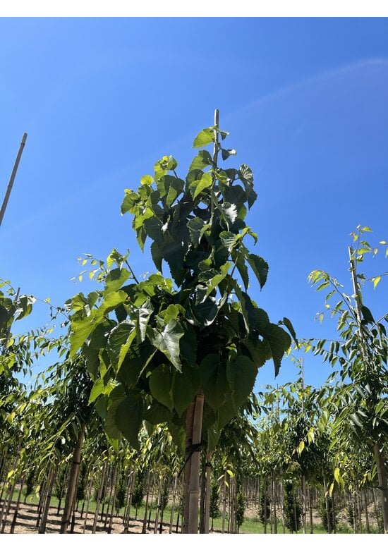 Schwarze Maulbeere | Morus nigra