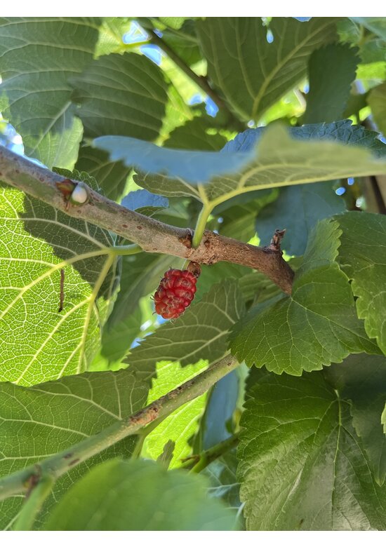 Schwarze Maulbeere | Morus nigra