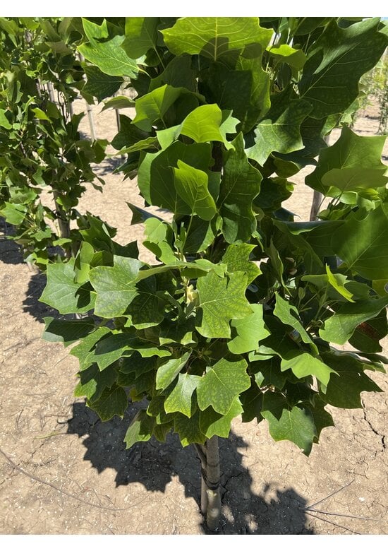 Säulen-Tulpenbaum 'Fastigiatum' | Liriodendron tulipifera 'Fastigiatum'