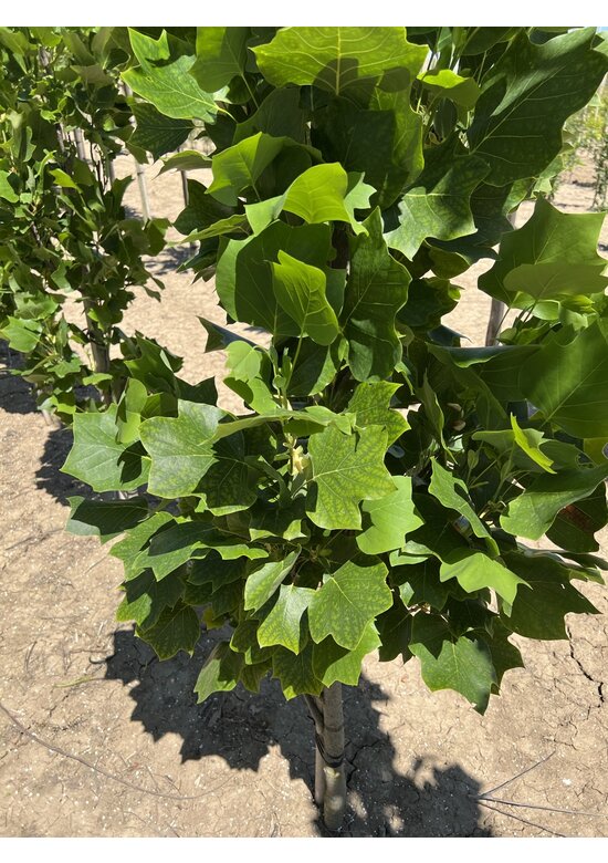 Säulen-Tulpenbaum 'Fastigiatum' | Liriodendron tulipifera 'Fastigiatum' Säulen-Tulpenbaum 'Fastigiatum' | Liriodendron tulipifera 'Fastigiatum'