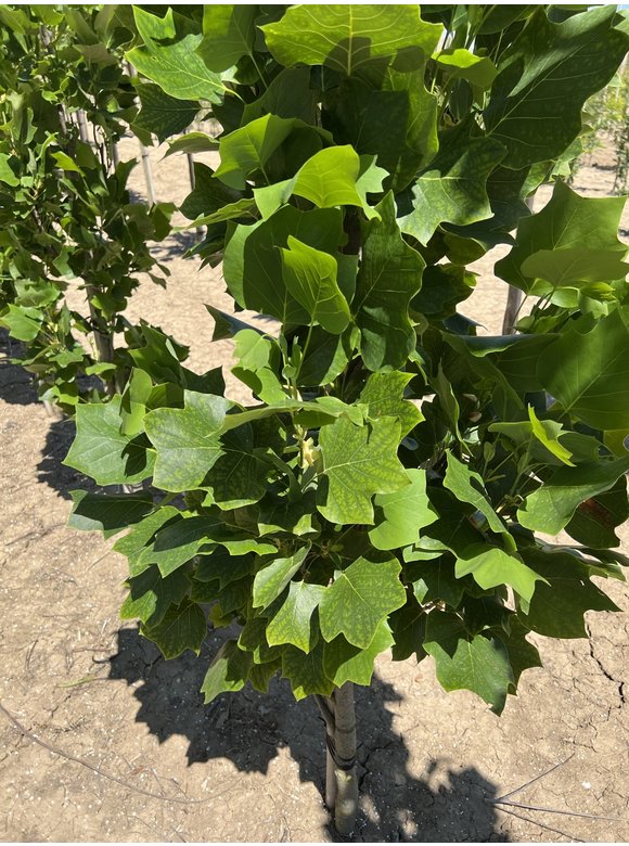 Säulen-Tulpenbaum 'Fastigiatum' | Liriodendron tulipifera 'Fastigiatum' Säulen-Tulpenbaum 'Fastigiatum' | Liriodendron tulipifera 'Fastigiatum'