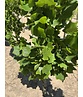 Säulen-Tulpenbaum 'Fastigiatum' | Liriodendron tulipifera 'Fastigiatum'