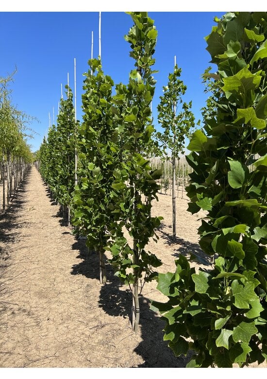 Säulen-Tulpenbaum 'Fastigiatum' | Liriodendron tulipifera 'Fastigiatum'