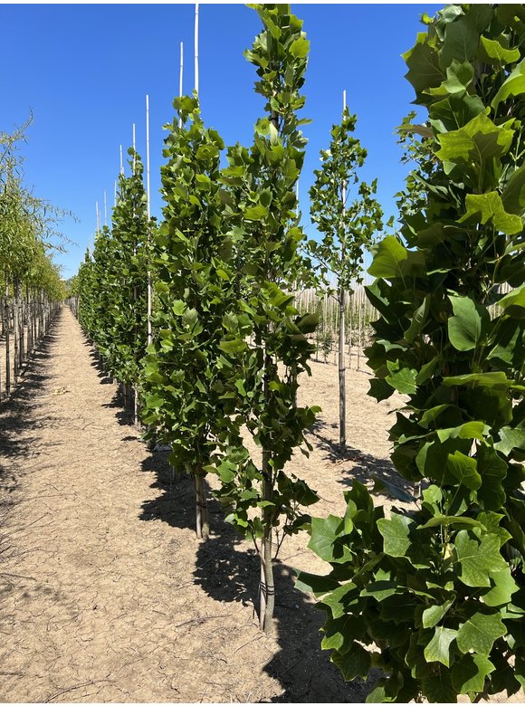 Säulen-Tulpenbaum 'Fastigiatum' | Liriodendron tulipifera 'Fastigiatum' Säulen-Tulpenbaum 'Fastigiatum' | Liriodendron tulipifera 'Fastigiatum'
