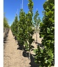 Säulen-Tulpenbaum 'Fastigiatum' | Liriodendron tulipifera 'Fastigiatum' Säulen-Tulpenbaum 'Fastigiatum' | Liriodendron tulipifera 'Fastigiatum'