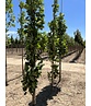 Säulen-Tulpenbaum 'Fastigiatum' | Liriodendron tulipifera 'Fastigiatum' Säulen-Tulpenbaum 'Fastigiatum' | Liriodendron tulipifera 'Fastigiatum'