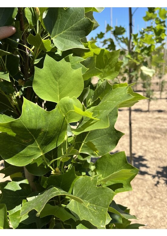 Säulen-Tulpenbaum 'Fastigiatum' | Liriodendron tulipifera 'Fastigiatum'