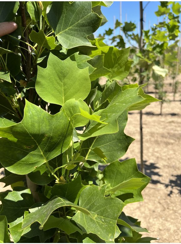 Säulen-Tulpenbaum 'Fastigiatum' | Liriodendron tulipifera 'Fastigiatum' Säulen-Tulpenbaum 'Fastigiatum' | Liriodendron tulipifera 'Fastigiatum'