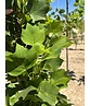 Säulen-Tulpenbaum 'Fastigiatum' | Liriodendron tulipifera 'Fastigiatum'
