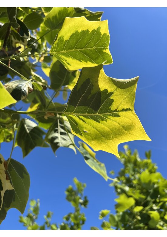 Goldgelber Tulpenbaum 'Aureomarginatum' | Liriodendron tulipifera 'Aureomarginatum'