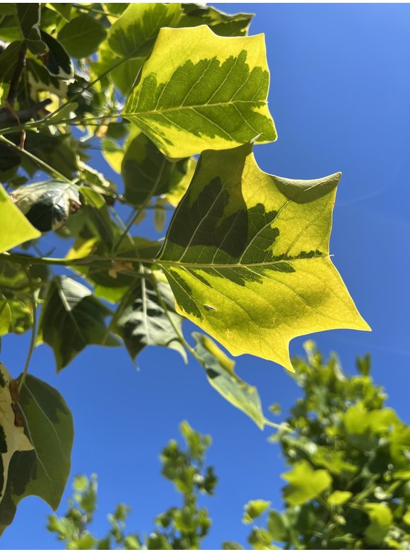 Goldgelber Tulpenbaum 'Aureomarginatum' | Liriodendron tulipifera 'Aureomarginatum' Goldgelber Tulpenbaum 'Aureomarginatum' | Liriodendron tulipifera 'Aureomarginatum'