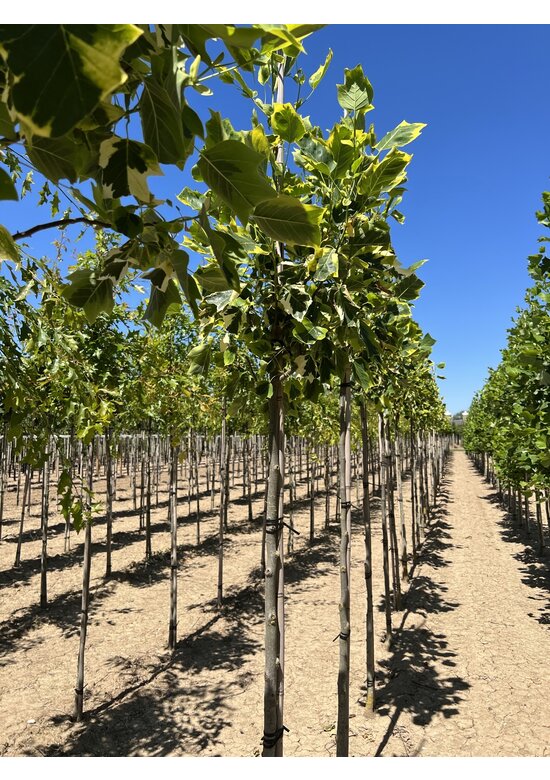 Goldgelber Tulpenbaum 'Aureomarginatum' | Liriodendron tulipifera 'Aureomarginatum'