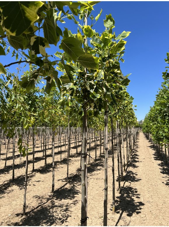 Goldgelber Tulpenbaum 'Aureomarginatum' | Liriodendron tulipifera 'Aureomarginatum' Goldgelber Tulpenbaum 'Aureomarginatum' | Liriodendron tulipifera 'Aureomarginatum'