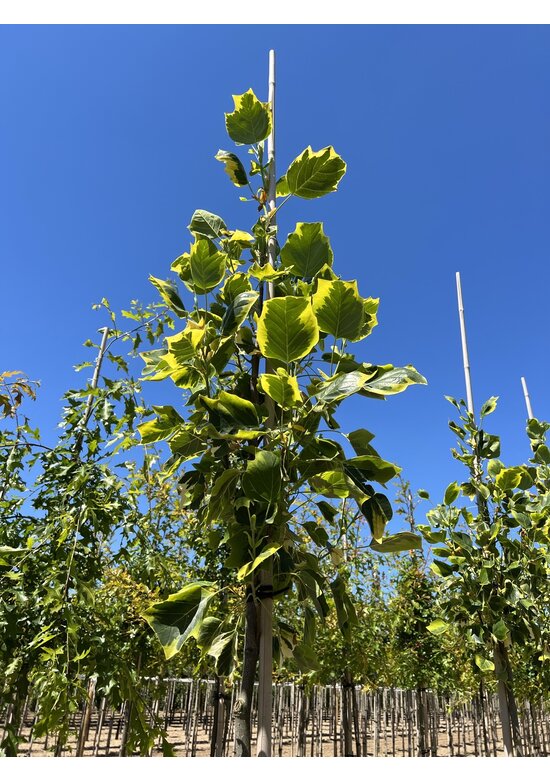 Goldgelber Tulpenbaum 'Aureomarginatum' | Liriodendron tulipifera 'Aureomarginatum'