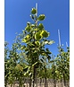 Goldgelber Tulpenbaum 'Aureomarginatum' | Liriodendron tulipifera 'Aureomarginatum'
