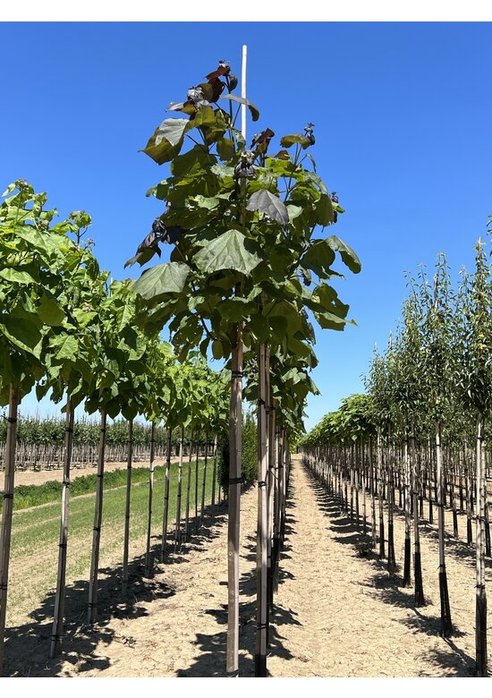 Blut Trompetenbaum | Catalpa erubescens Purpurea