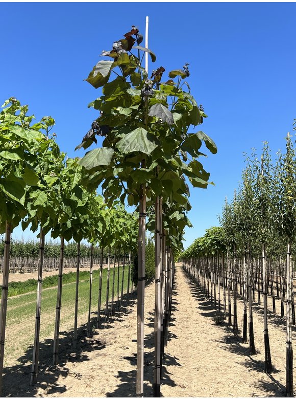 Blut Trompetenbaum | Catalpa erubescens Purpurea Blut Trompetenbaum | Catalpa erubescens Purpurea