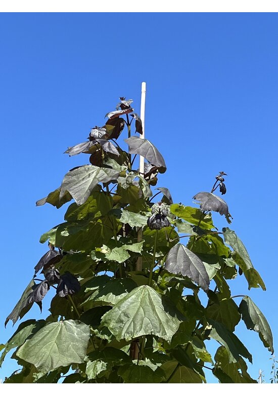 Blut Trompetenbaum | Catalpa erubescens Purpurea