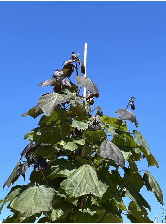 Blut Trompetenbaum | Catalpa erubescens Purpurea Blut Trompetenbaum | Catalpa erubescens Purpurea