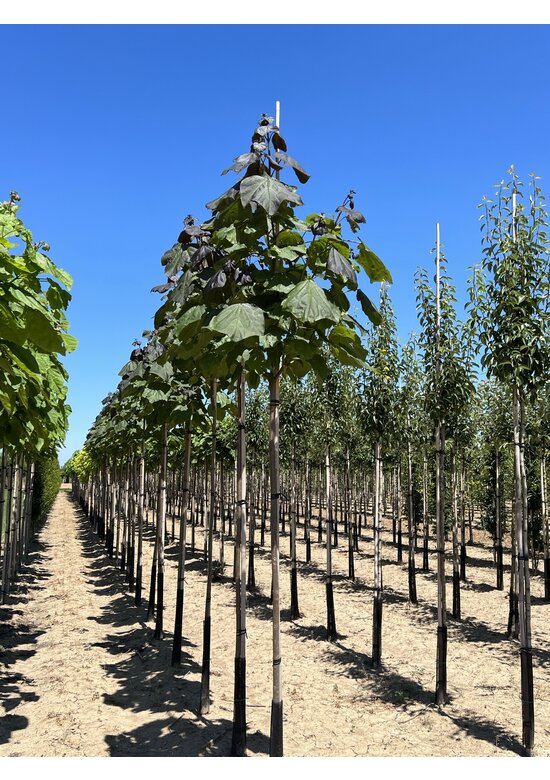 Blut Trompetenbaum | Catalpa erubescens Purpurea