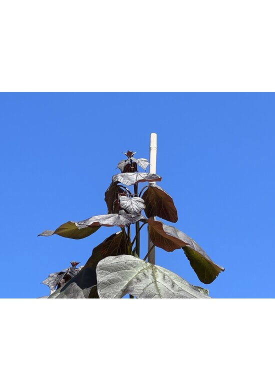 Blut Trompetenbaum | Catalpa erubescens Purpurea