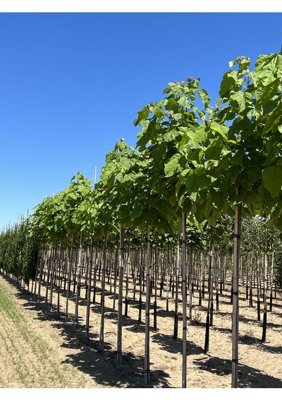 Trompetenbaum | Catalpa bignonioides