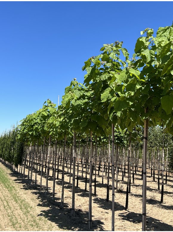 Trompetenbaum | Catalpa bignonioides Trompetenbaum | Catalpa bignonioides