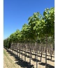 Trompetenbaum | Catalpa bignonioides Trompetenbaum | Catalpa bignonioides