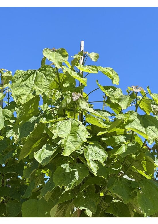 Trompetenbaum | Catalpa bignonioides