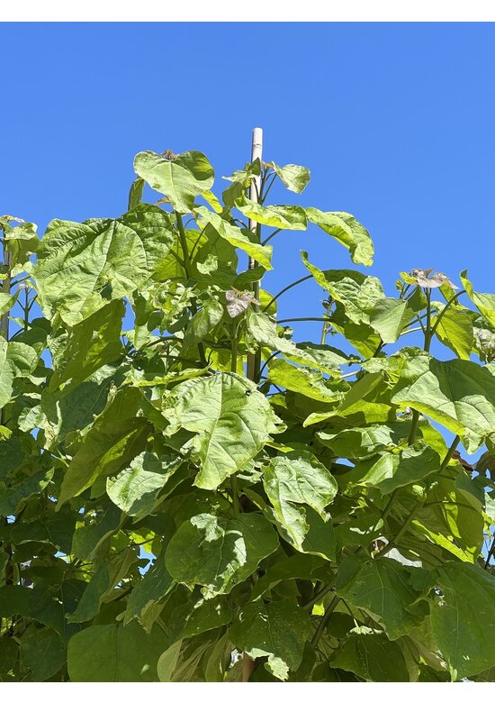 Trompetenbaum | Catalpa bignonioides Trompetenbaum | Catalpa bignonioides