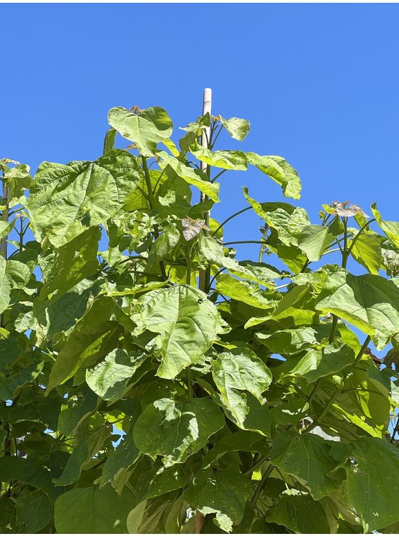 Trompetenbaum | Catalpa bignonioides Trompetenbaum | Catalpa bignonioides