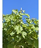 Trompetenbaum | Catalpa bignonioides Trompetenbaum | Catalpa bignonioides
