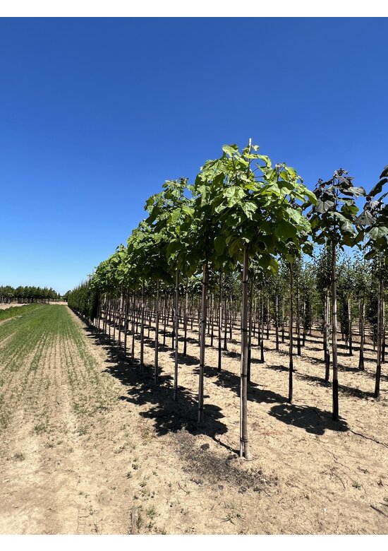 Trompetenbaum | Catalpa bignonioides