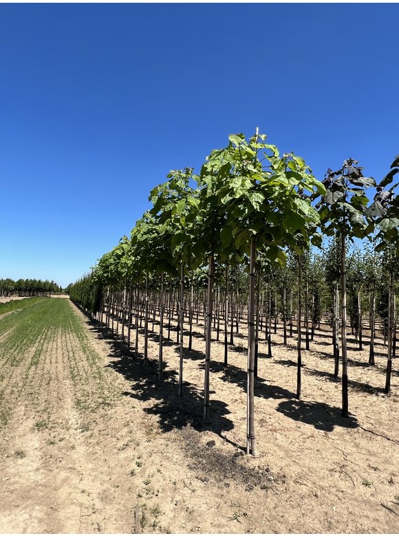 Trompetenbaum | Catalpa bignonioides Trompetenbaum | Catalpa bignonioides