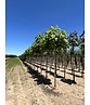 Trompetenbaum | Catalpa bignonioides Trompetenbaum | Catalpa bignonioides