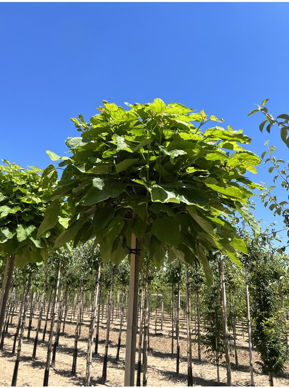 Kugel Trompetenbaum 'Nana' | Catalpa bignonioides 'Nana' Kugel Trompetenbaum 'Nana' | Catalpa bignonioides 'Nana'